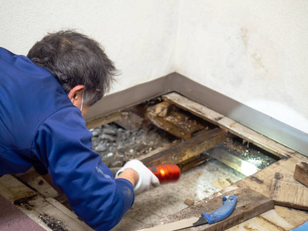Best Mold Remediation  in Clay Center, KS