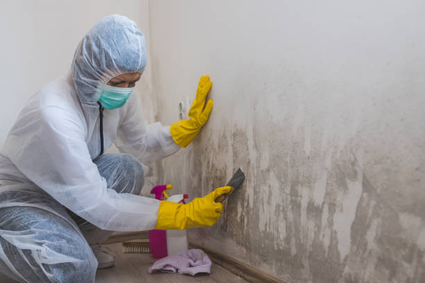 Best Mold Removal Company Near Me  in Clay Center, KS
