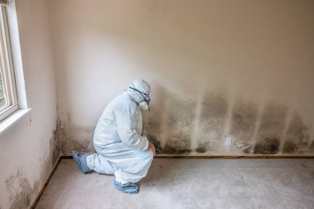 Best Local Mold Removal Service  in Clay Center, KS