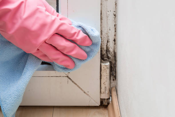 Best Black Mold Removal  in Clay Center, KS