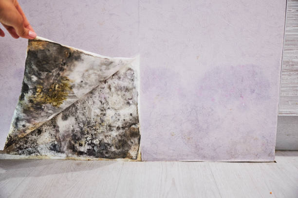 Best Office Mold Removal Services  in Clay Center, KS